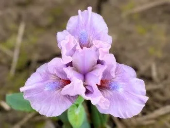 Cheery Blush