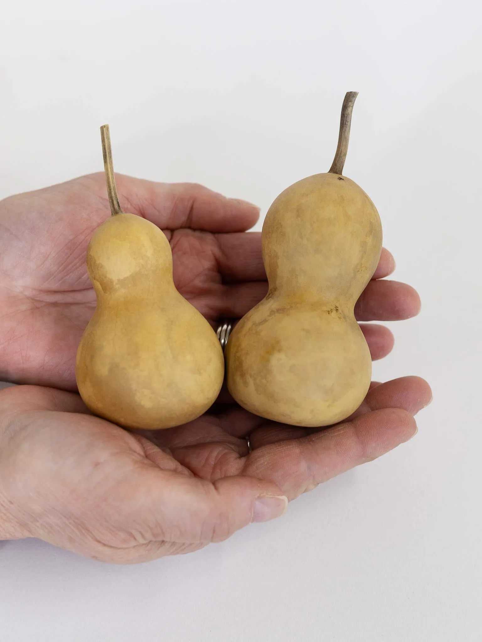 Dried 2 Inch Bottle Gourd